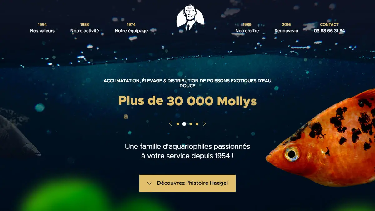 Poissons Exotiques D’eau Douce – Maison Haegelのアイキャッチ画像